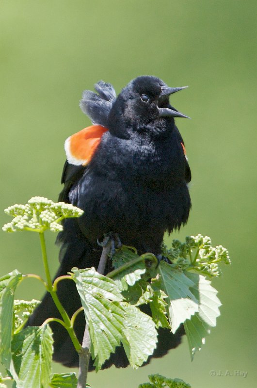  C1G9245 - Version 2 - Version 2